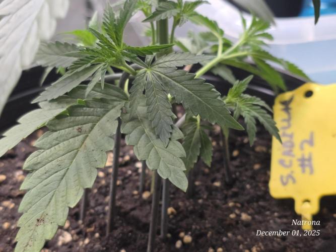 Strawberry Cadillac-Strng Seeds. Week 4