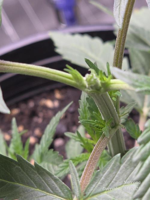 Strawberry Cadillac-Strng Seeds. Week 4