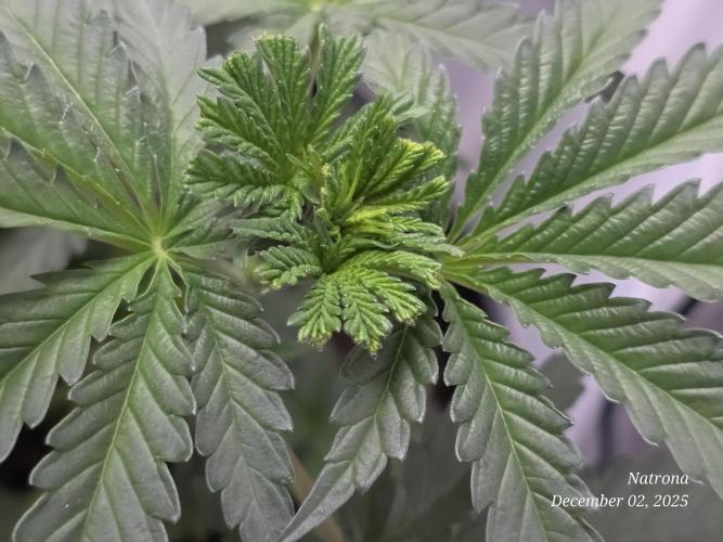 Strawberry Cadillac-Strng Seeds. Week 4