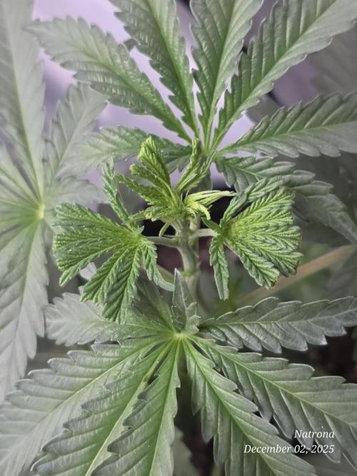 Strawberry Cadillac-Strng Seeds. Week 4