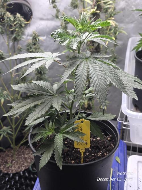 Strawberry Cadillac-Strng Seeds. Week 4