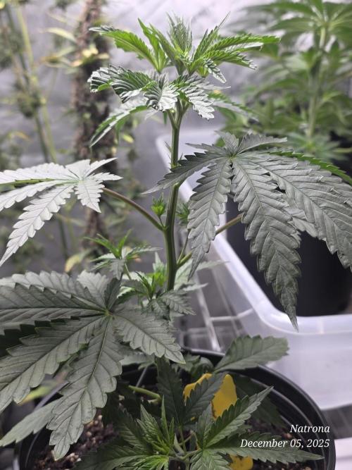 Strawberry Cadillac-Strng Seeds. Week 4