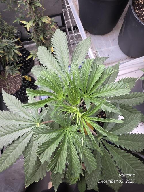 Strawberry Cadillac-Strng Seeds. Week 4