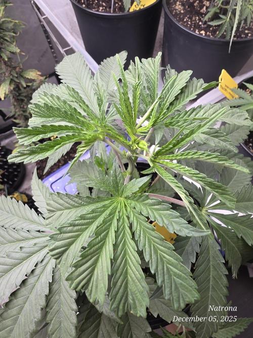 Strawberry Cadillac-Strng Seeds. Week 4