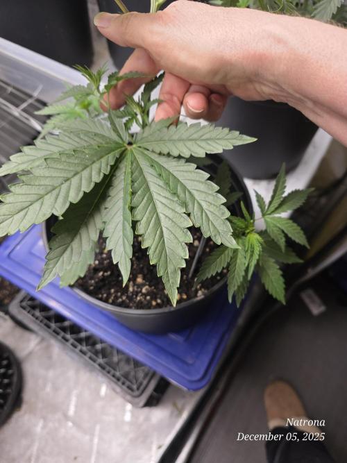 Strawberry Cadillac-Strng Seeds. Week 4