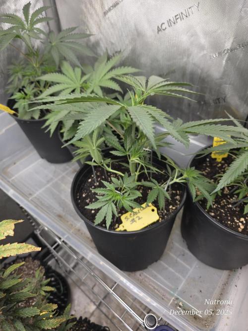 Strawberry Cadillac-Strng Seeds. Week 4