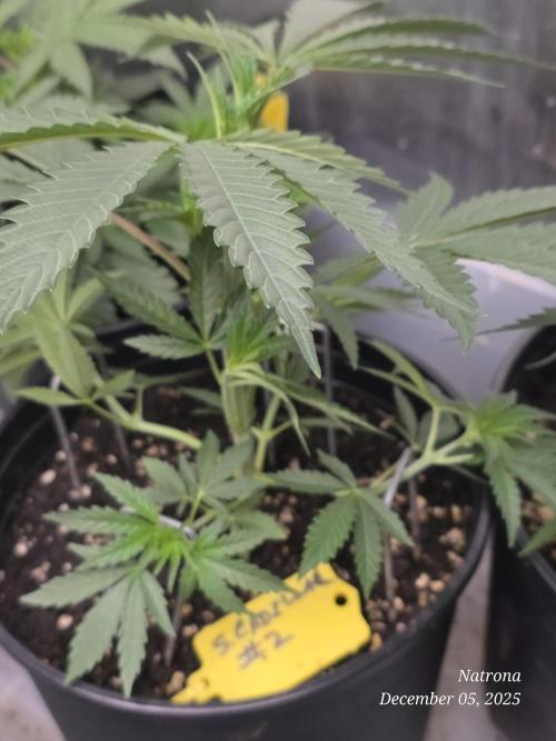 Strawberry Cadillac-Strng Seeds. Week 4