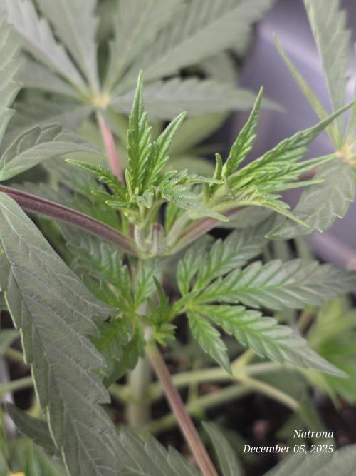 Strawberry Cadillac-Strng Seeds. Week 4