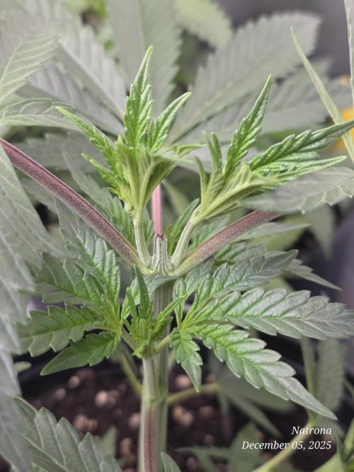 Strawberry Cadillac-Strng Seeds. Week 4