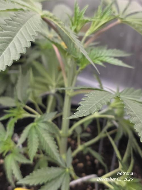 Strawberry Cadillac-Strng Seeds. Week 4