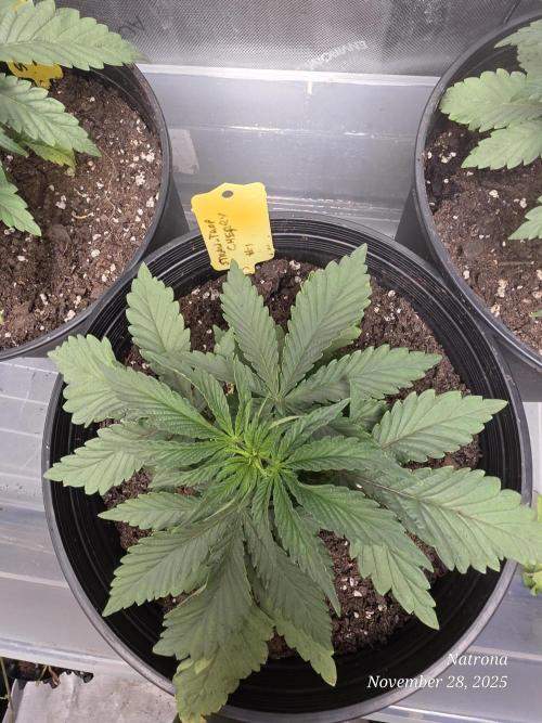 Straw-Trop Cherry Strng Seeds. Week 4