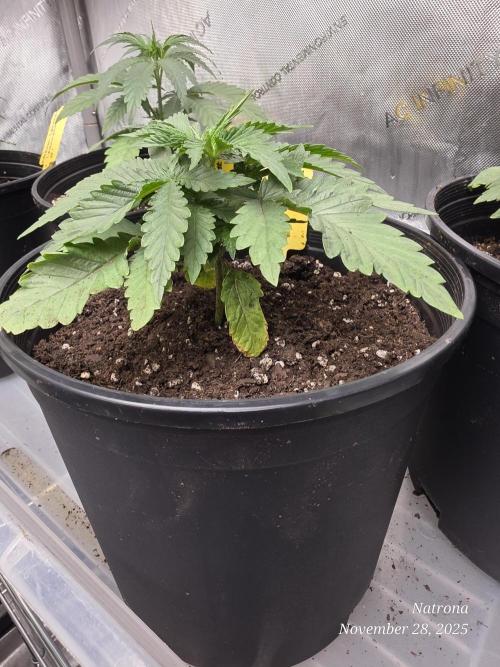 Straw-Trop Cherry Strng Seeds. Week 4