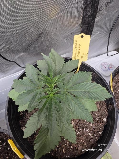 Straw-Trop Cherry Strng Seeds. Week 4