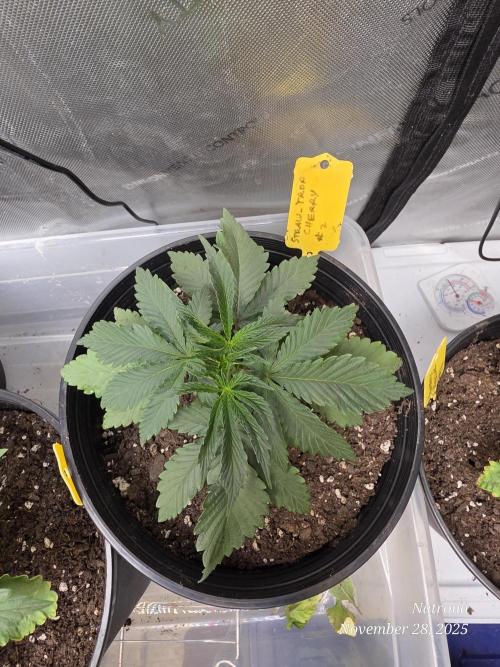 Straw-Trop Cherry Strng Seeds. Week 4