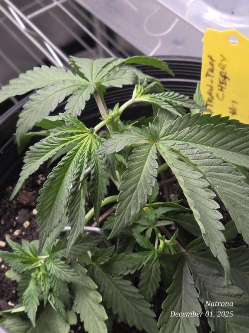 Straw-Trop Cherry Strng Seeds. Week 4