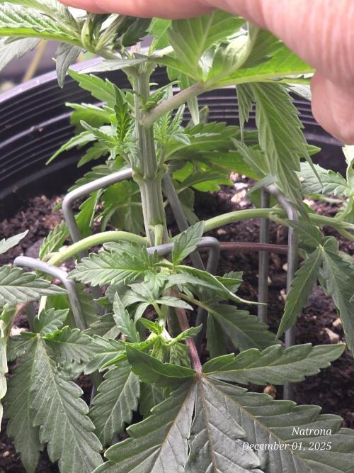 Straw-Trop Cherry Strng Seeds. Week 4