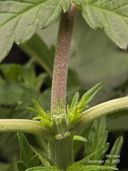 Straw-Trop Cherry Strng Seeds. Week 4