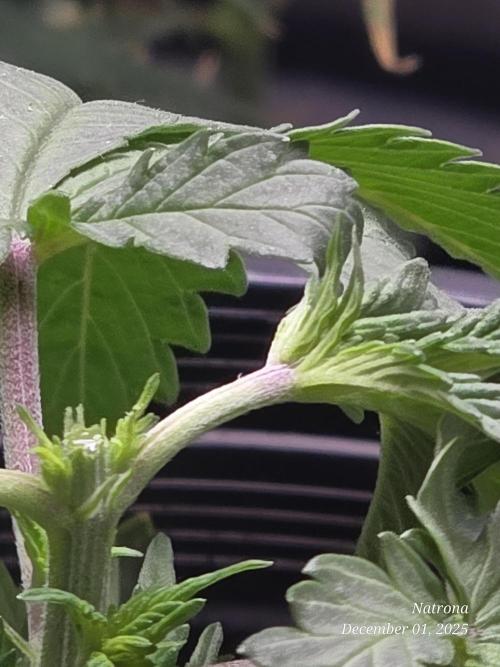 Straw-Trop Cherry Strng Seeds. Week 4