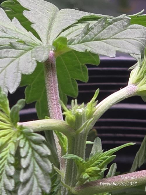 Straw-Trop Cherry Strng Seeds. Week 4