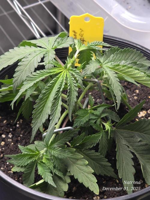 Straw-Trop Cherry Strng Seeds. Week 4