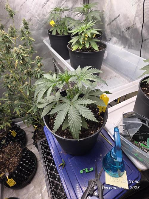 Straw-Trop Cherry Strng Seeds. Week 4