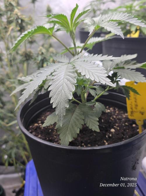 Straw-Trop Cherry Strng Seeds. Week 4