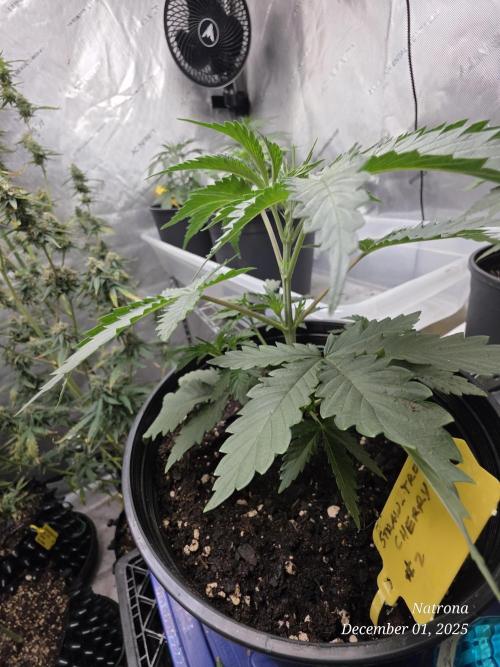 Straw-Trop Cherry Strng Seeds. Week 4