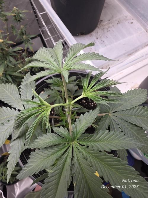 Straw-Trop Cherry Strng Seeds. Week 4