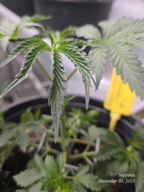 Straw-Trop Cherry Strng Seeds. Week 4