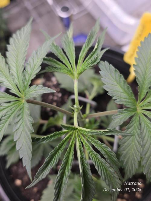 Straw-Trop Cherry Strng Seeds. Week 4