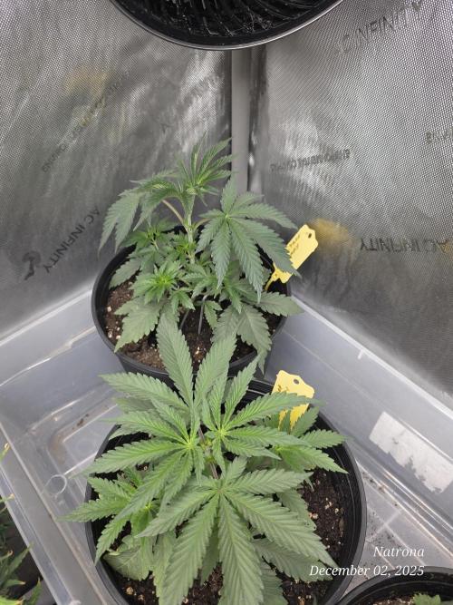 Straw-Trop Cherry Strng Seeds. Week 4