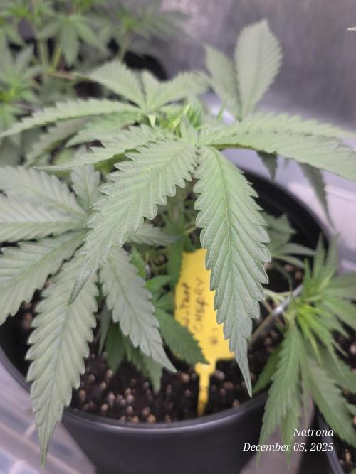 Straw-Trop Cherry Strng Seeds. Week 4