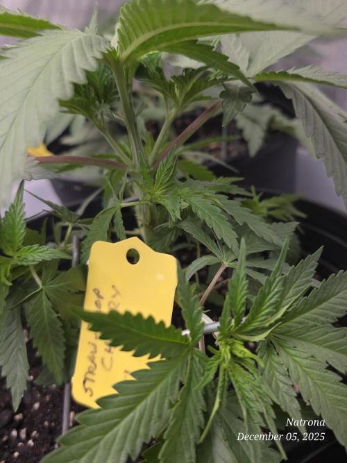 Straw-Trop Cherry Strng Seeds. Week 4