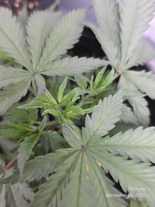 Straw-Trop Cherry Strng Seeds. Week 4