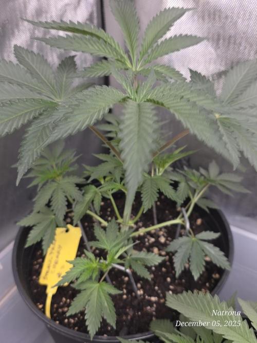 Straw-Trop Cherry Strng Seeds. Week 4