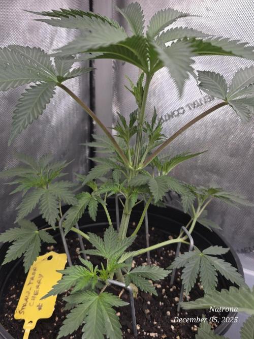 Straw-Trop Cherry Strng Seeds. Week 4