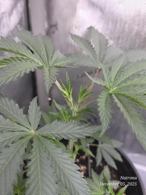 Straw-Trop Cherry Strng Seeds. Week 4