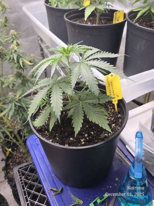 Straw-Lectric Lemonade Strng Seeds. Week 4