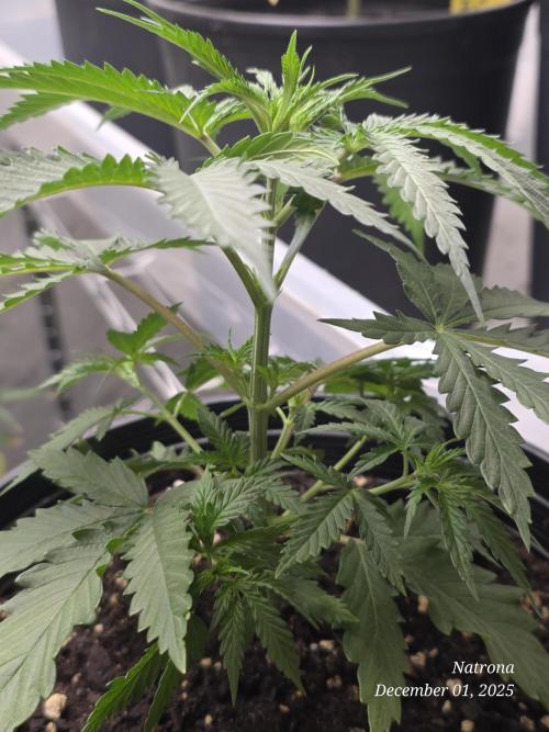 Straw-Lectric Lemonade Strng Seeds. Week 4