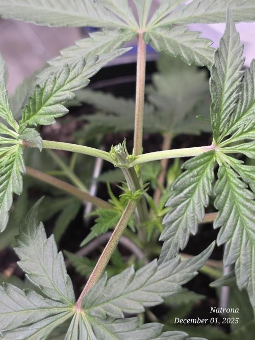 Straw-Lectric Lemonade Strng Seeds. Week 4