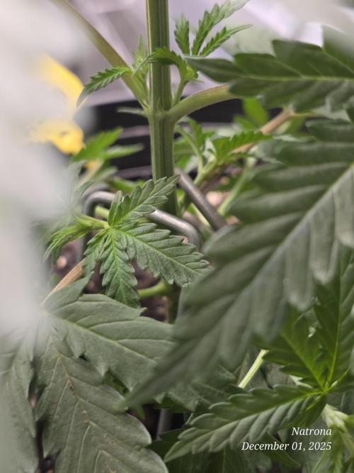 Straw-Lectric Lemonade Strng Seeds. Week 4