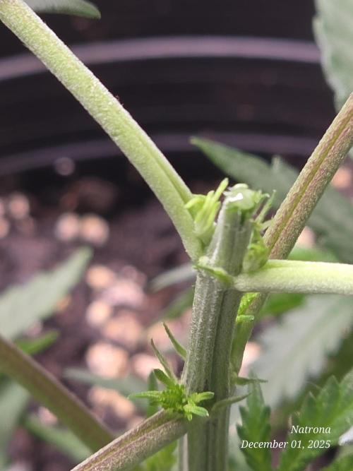 Straw-Lectric Lemonade Strng Seeds. Week 4