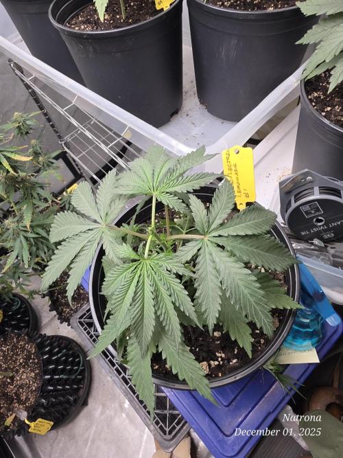 Straw-Lectric Lemonade Strng Seeds. Week 4