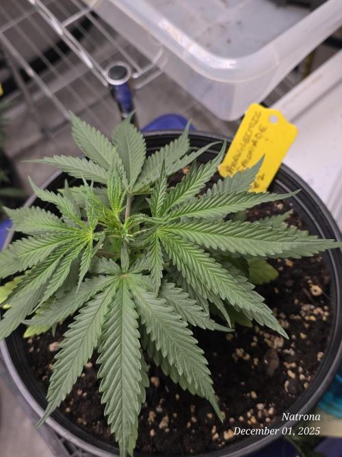 Straw-Lectric Lemonade Strng Seeds. Week 4