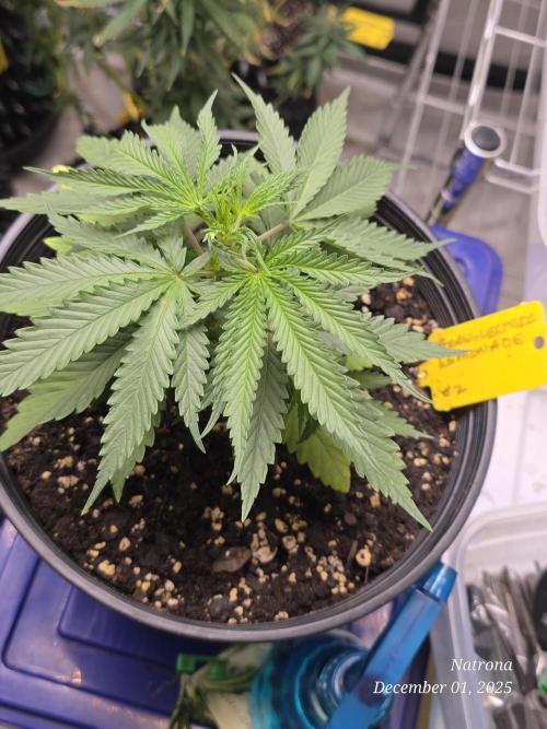 Straw-Lectric Lemonade Strng Seeds. Week 4