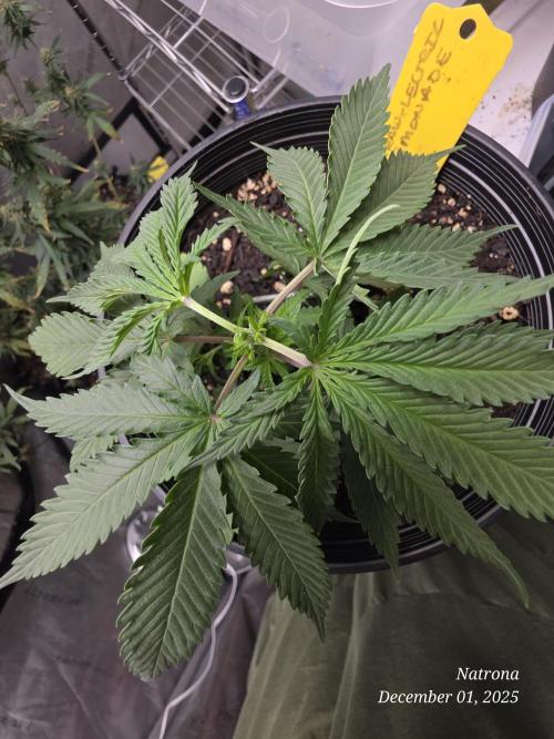 Straw-Lectric Lemonade Strng Seeds. Week 4