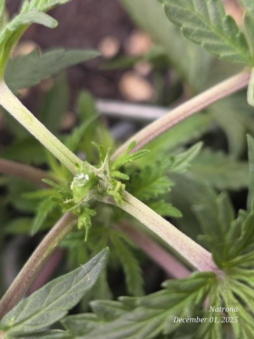 Straw-Lectric Lemonade Strng Seeds. Week 4