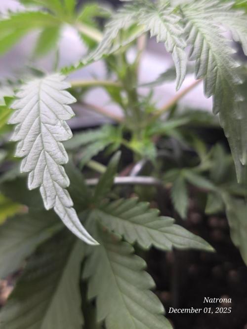 Straw-Lectric Lemonade Strng Seeds. Week 4