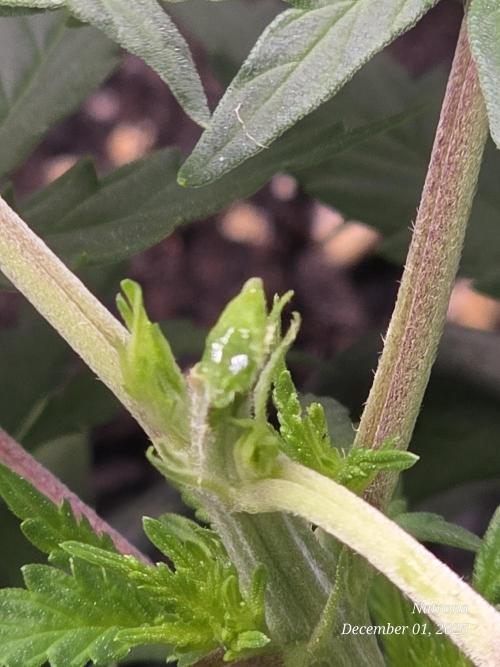Straw-Lectric Lemonade Strng Seeds. Week 4