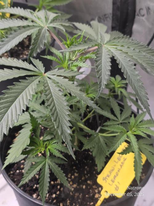 Straw-Lectric Lemonade Strng Seeds. Week 4